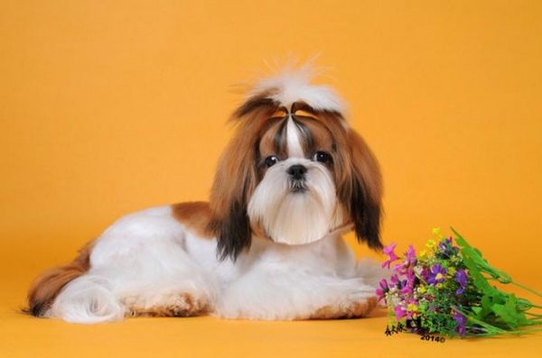 寿命最长的十种狗狗，田园犬排名第一，被称为中国“神犬”