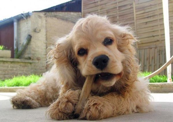寿命最长的十种狗狗，田园犬排名第一，被称为中国“神犬”