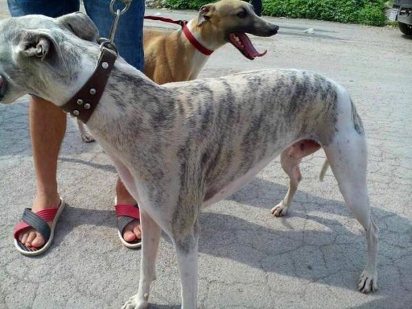 寿命最长的十种狗狗，田园犬排名第一，被称为中国“神犬”