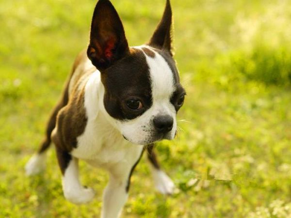 寿命最长的十种狗狗，田园犬排名第一，被称为中国“神犬”