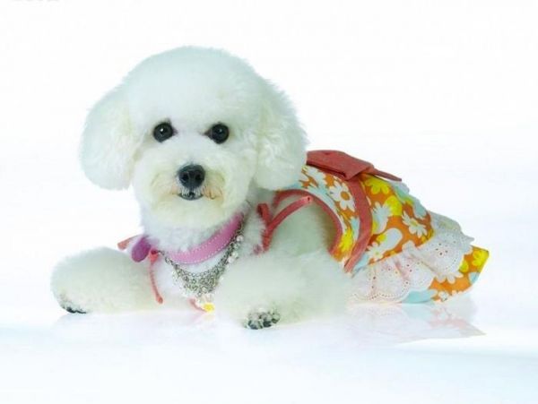 寿命最长的十种狗狗，田园犬排名第一，被称为中国“神犬”
