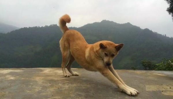 寿命最长的十种狗狗，田园犬排名第一，被称为中国“神犬”