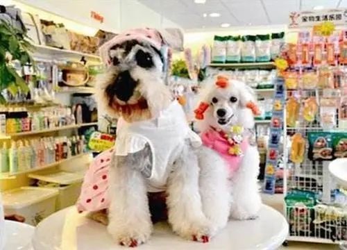 开宠物店需要投资多少钱？费用受到很多因素影响