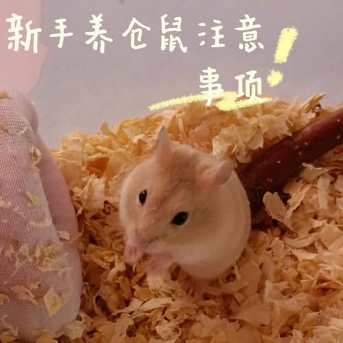 我的位置最近的仓鼠专卖店（仓鼠店地址）