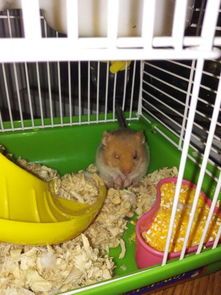 昆明哪里能买金丝熊