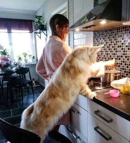 世界上体型最大的猫是哪种猫？为什么？看了你就知道