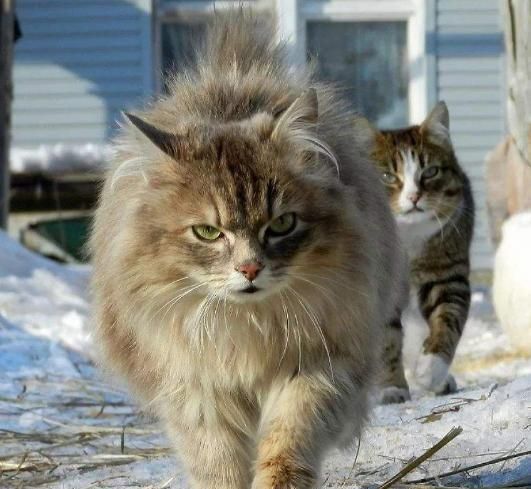 世界上体型最大的猫是哪种猫？为什么？看了你就知道