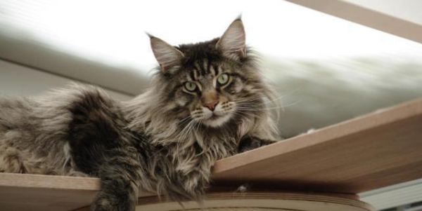 世界上体型最大的猫是哪种猫？为什么？看了你就知道