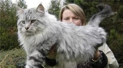 世界上体型最大的猫是哪种猫？为什么？看了你就知道