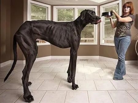 世界上最大的犬种,最高的和姚明一样高