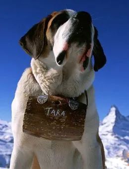 世界上最大的犬种,最高的和姚明一样高