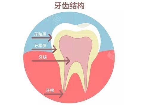 牙齿的结构示意图