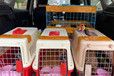 红河宠物狗狗托运-靠谱猫咪狗狗搬家运输