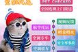 红河宠物出国托运-宠物单托运