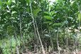 红河供应黄金柑橘苗｜红河黄金柑橘苗基地批发｜红河黄金柑橘苗销售价格