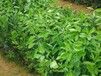 红河大量批发茂谷柑苗木价格｜红河优质茂谷柑苗木价格要多少钱｜红河优质果苗