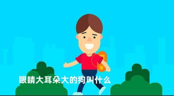 眼睛大耳朵大的狗叫什么