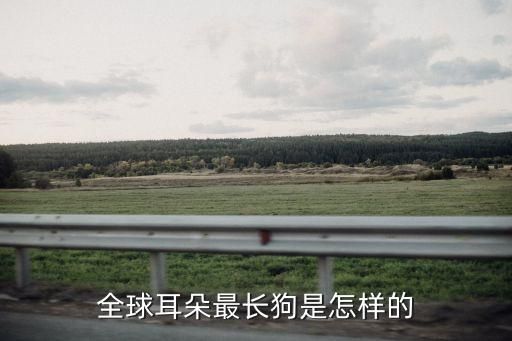 全球耳朵最长狗是怎样的
