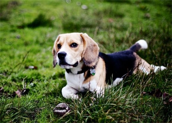 每日一狗｜比格犬：大耳朵怪叫驴