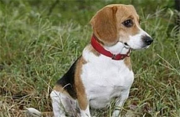 每日一狗｜比格犬：大耳朵怪叫驴