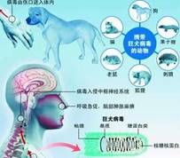 狂犬病=绝症?正确认识狂犬病
