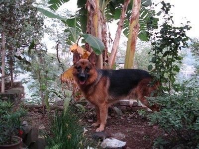 狂犬病狗咬人多久打针
