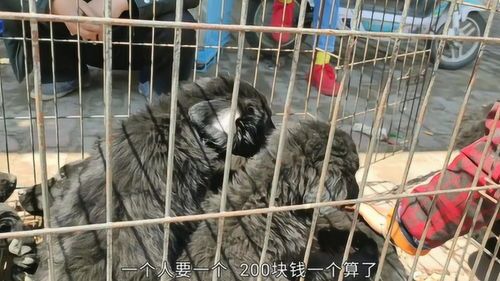宝安宠物市场哪里便宜?
