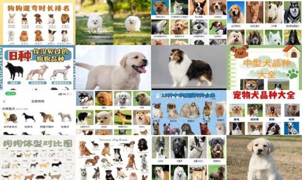 犬类品种大全图片 宠物狗