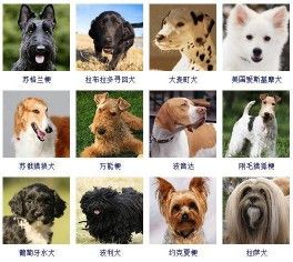 178个宠物狗品种图片大全，宠物狗品种大全