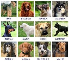178个宠物狗品种图片大全，宠物狗品种大全