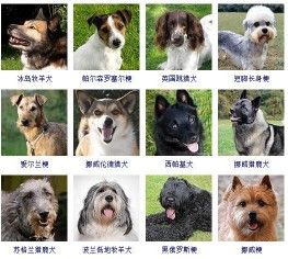 178个宠物狗品种图片大全，宠物狗品种大全