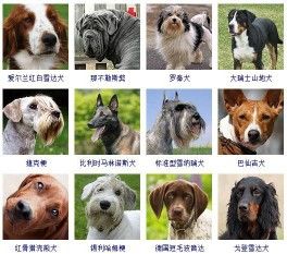178个宠物狗品种图片大全，宠物狗品种大全