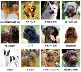 178个宠物狗品种图片大全，宠物狗品种大全