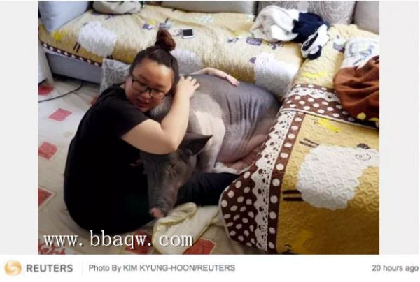 北京女子与170斤宠物猪同吃同住 解析养育宠物猪的好方法！