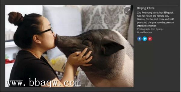 北京女子与170斤宠物猪同吃同住 解析养育宠物猪的好方法！
