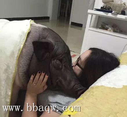 北京女子与170斤宠物猪同吃同住 解析养育宠物猪的好方法！