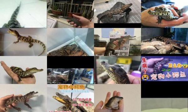 网购鳄鱼宠物