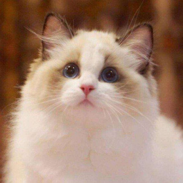 　　猫咪从7岁开始就进入老年期身体会逐渐出现这几个变化