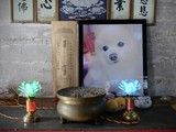 天津狗死后安葬 狗安乐死 宠物火化 请找宠爱多 殡葬宠物公司