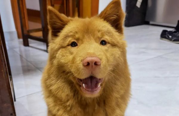 饲养前的小知识，土松犬的特征