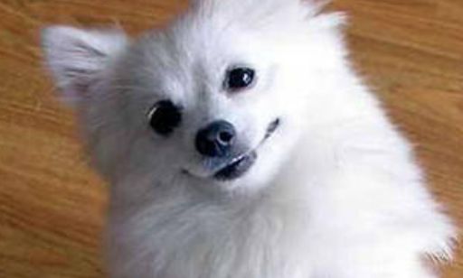 日本尖嘴犬的特点常见行为