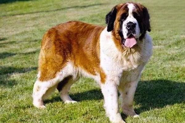 纯种拉布拉多犬特征