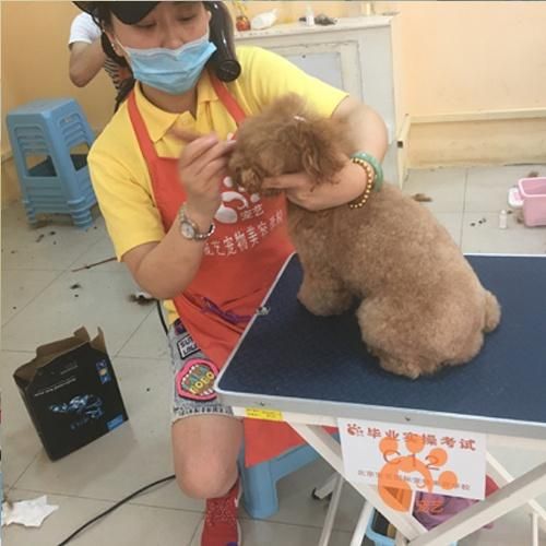 北京哪里可以学宠物美容培训比较好