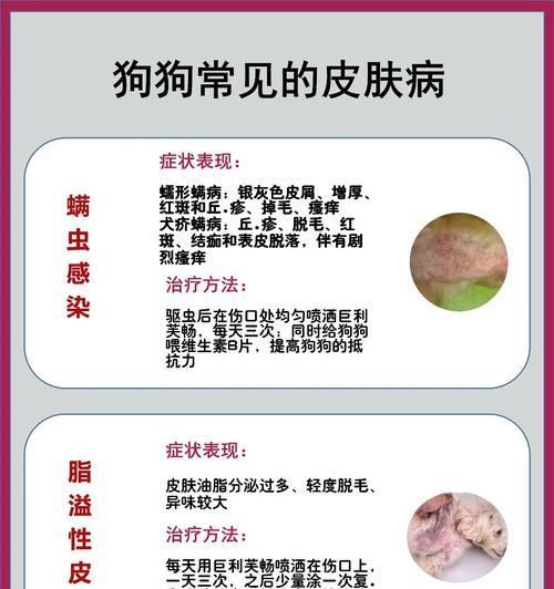 小狗病了，症状与常见疾病分析（了解小狗疾病的关键症状及应对方法）