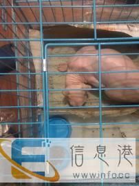 包头宠物托运到全国