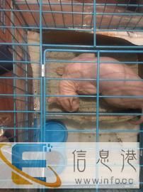 包头宠物托运到全国
