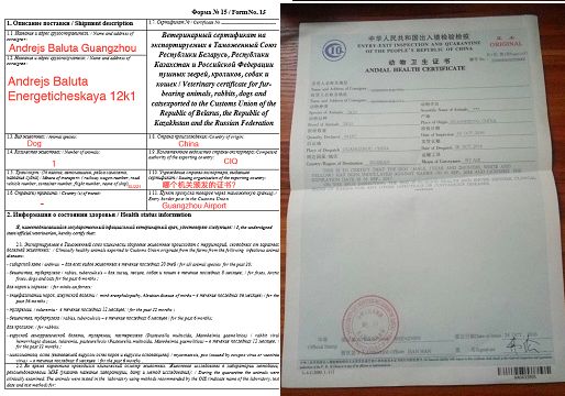 宠物从中国到俄罗斯（随人）