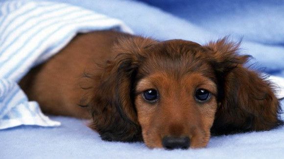 腊肠犬的毛色有几种