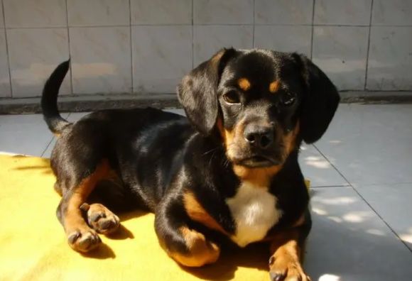 快来了解，腊肠犬幼犬怎么照顾？