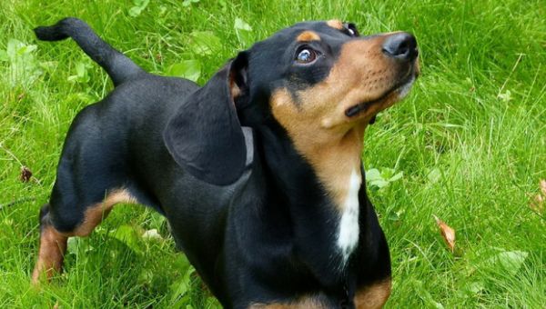 两个月腊肠犬怎么养？怎么才能养好腊肠犬？